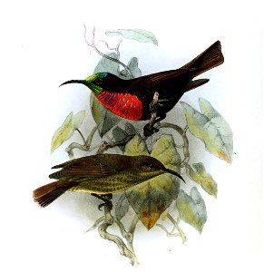 Chalcomitra senegalensis acik Keulemans