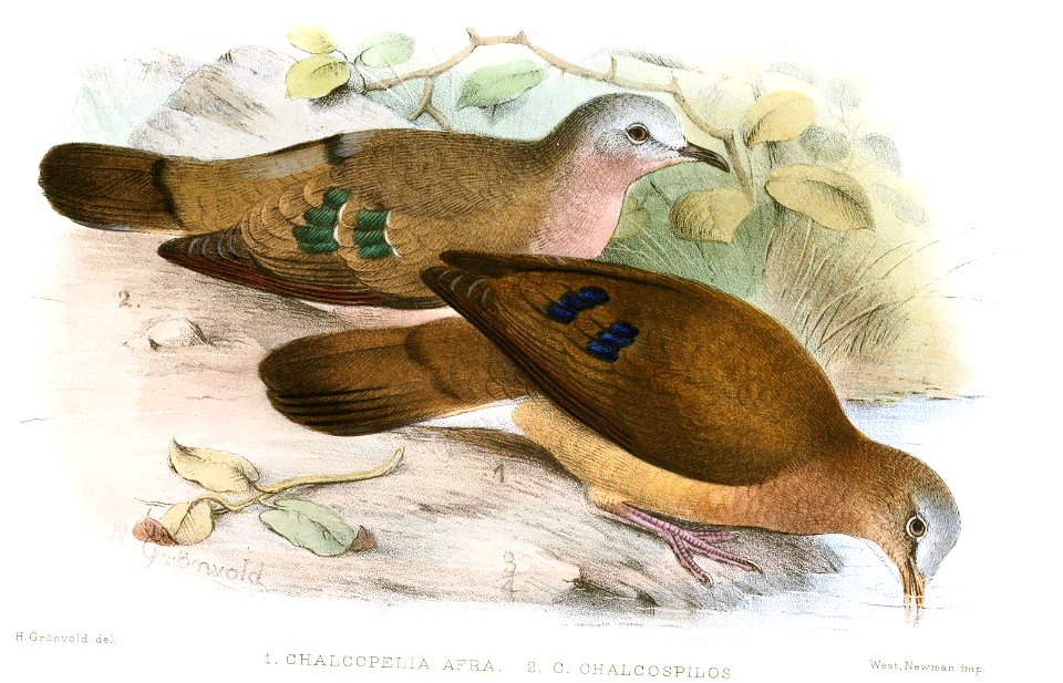 ChalcopeliaGronvold