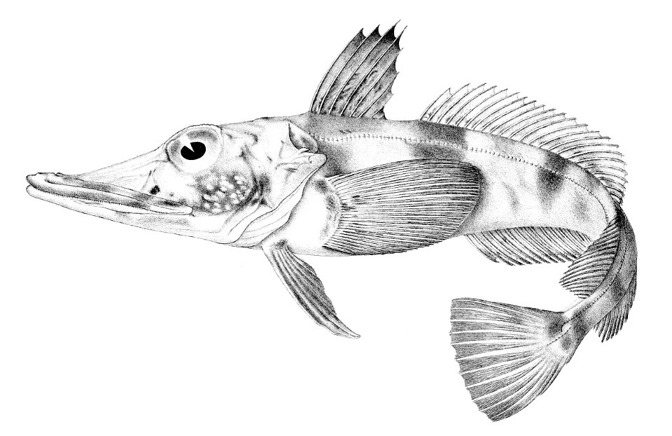 Chaenocephalus aceratus