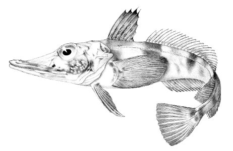 Chaenocephalus aceratus