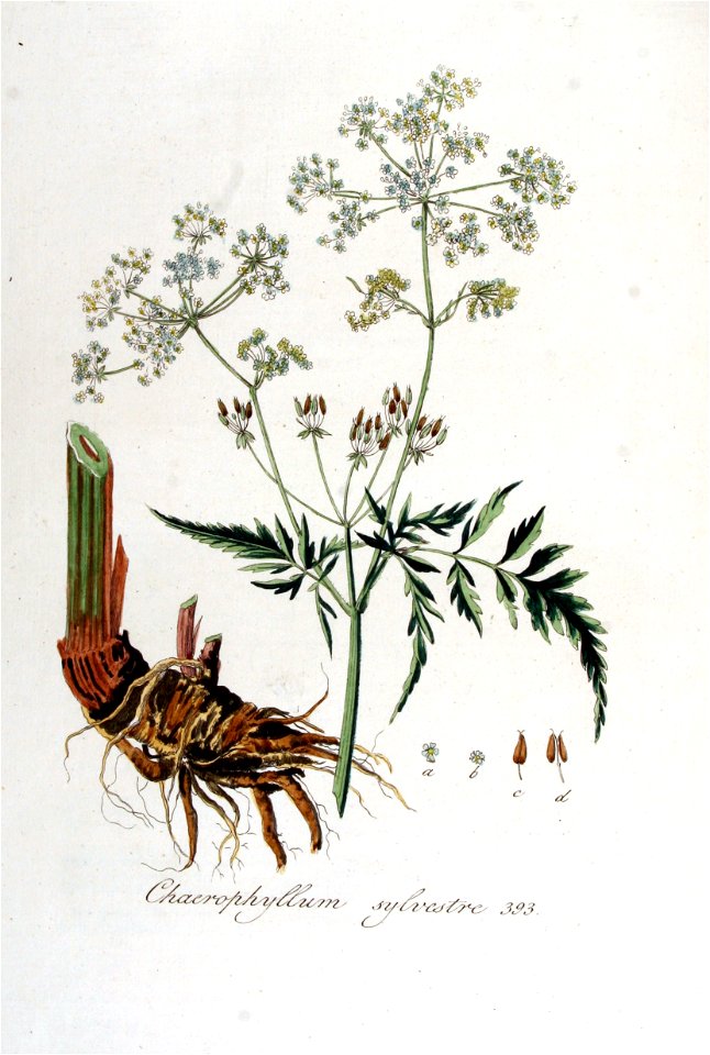 Chaerophyllum sylvestre — Flora Batava — Volume v5 | Creazilla