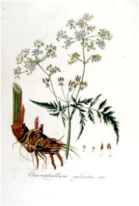 Chaerophyllum sylvestre — Flora Batava — Volume v5