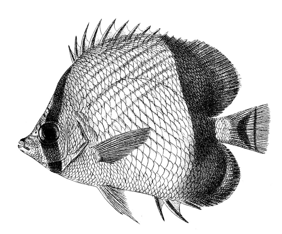 Chaetodon pictus Ford 26