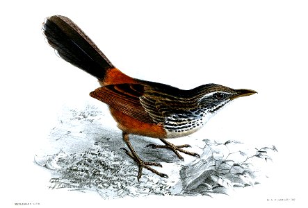 ChaetopsGrayiKeulemans