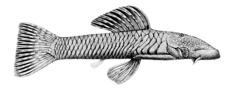 Chaetostoma anomalum. Free illustration for personal and commercial use.