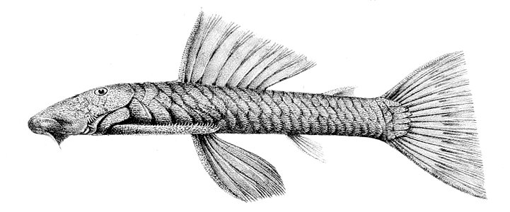 Chaetostoma thomsoni. Free illustration for personal and commercial use.