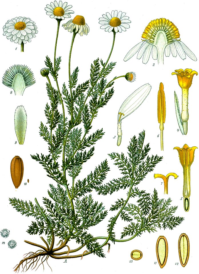 Chamaemelum nobile - Köhler–s Medizinal-Pflanzen-012