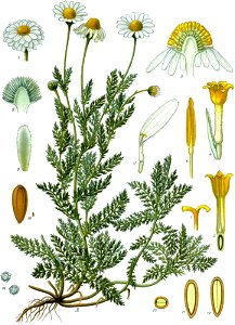 Chamaemelum nobile - Köhler–s Medizinal-Pflanzen-012