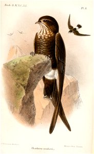 ChaeturaUssheriKeulemans