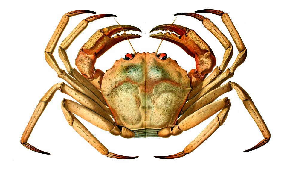 Chaceon affinis