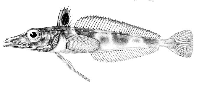 Chaenodraco wilsoni