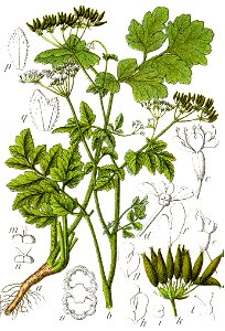 Chaerophyllum temulum Sturm37