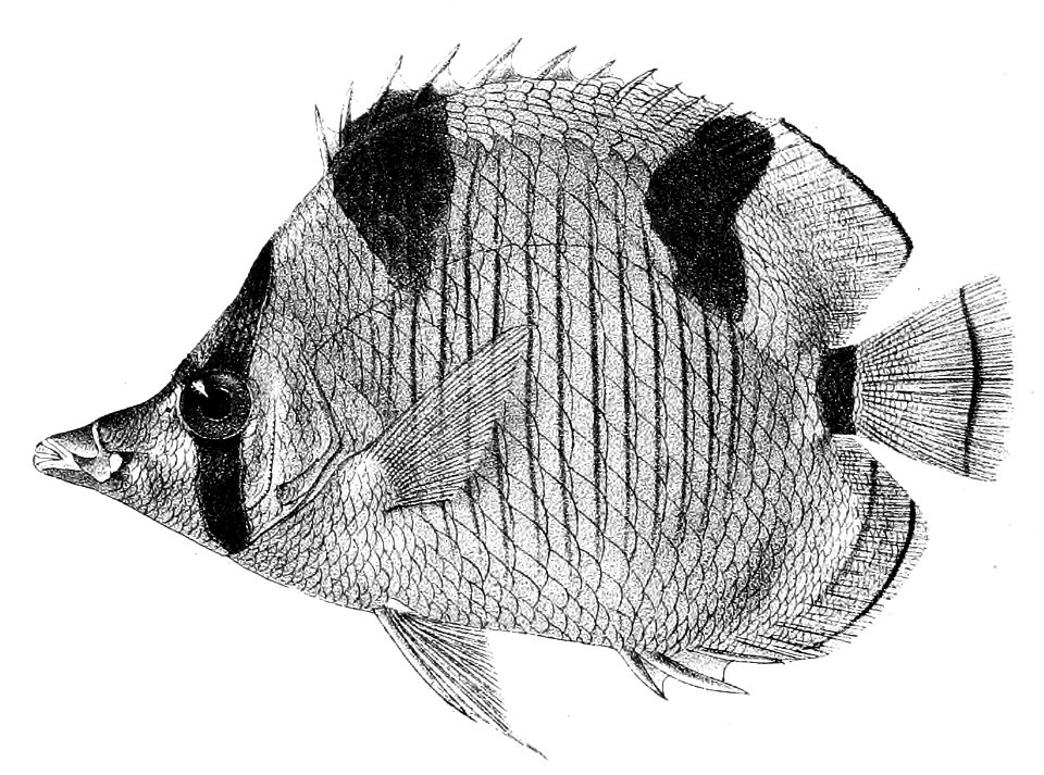 Chaetodon falcula Ford 26