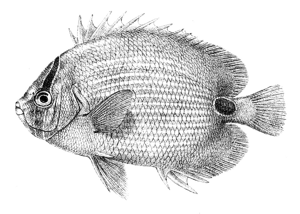 Chaetodon plebeius Ford 26