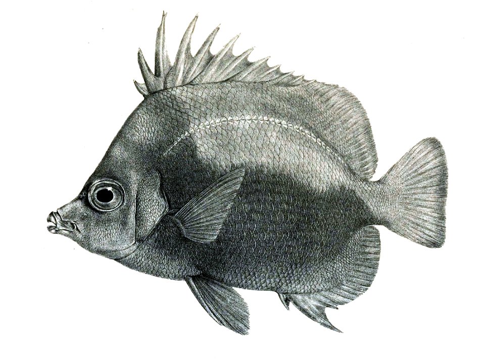 ChaetodonDichrousFord