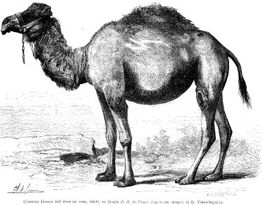 Chamea. B. Vereschaguine. Le Tour du monde (Paris. 1860-1914)