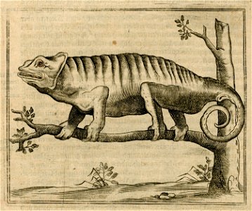 Chameleons from Cairo - Breuning Von Buchenbach Hans Jacob - 1612