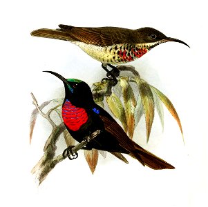 Chalcomitra senegalensis cruentata Keulemans
