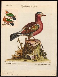 Chalcophaps indica - 1700-1880 - Print - Iconographia Zoologica - Special Collections University of Amsterdam - UBA01 IZ15600261