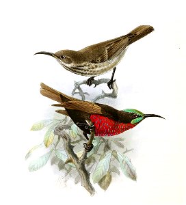 Chalcomitra senegalensis Keulemans