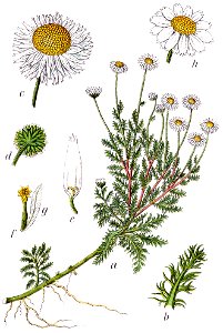 Chamaemelum nobile Sturm44