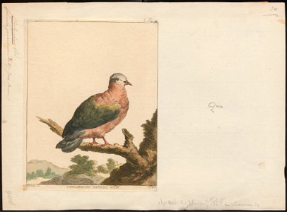 Chalcophaps javanensis - 1700-1880 - Print - Iconographia Zoologica - Special Collections University of Amsterdam - UBA01 IZ15600265