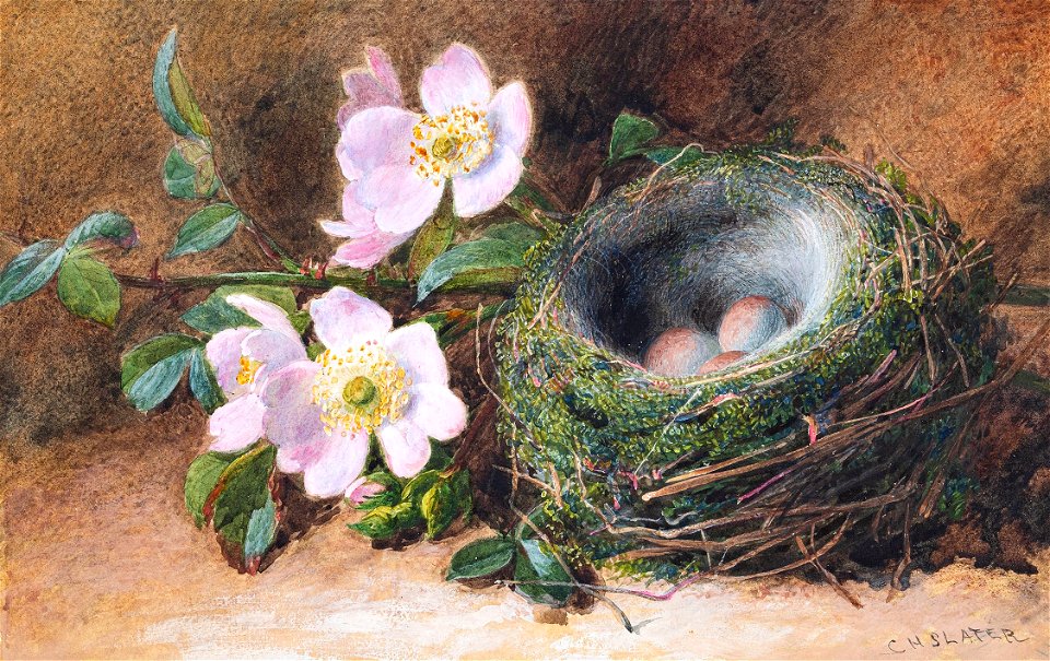 Charles Slater - Slater-98165 - Still-life- dog roses and bird’s nest - circa 1860