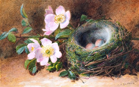 Charles Slater - Slater-98165 - Still-life- dog roses and bird’s nest - circa 1860