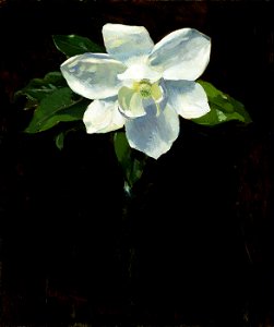 Charles Walter Stetson - Magnolia - 1982.83.3 - Smithsonian American Art Museum