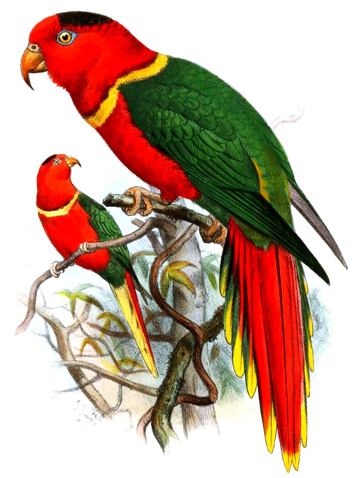 Charmosyna margarethae