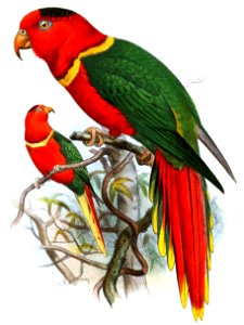 Charmosyna margarethae