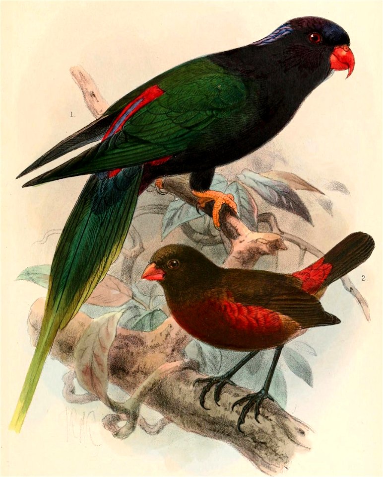 Charmosyna papou stellae & Oreostruthus fuliginosus 1899