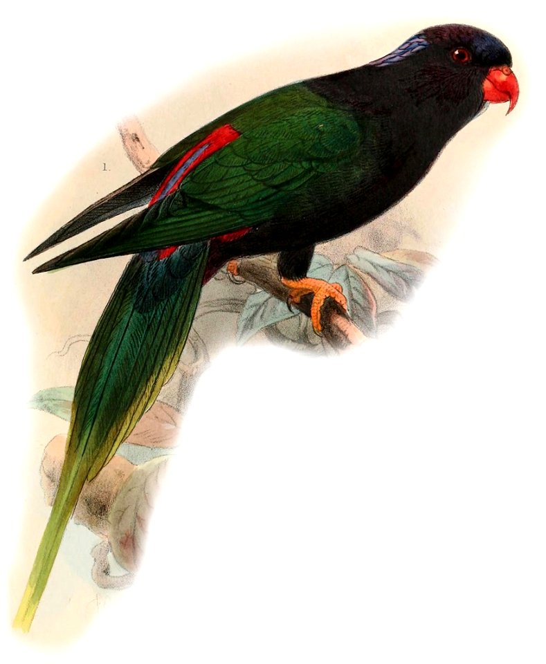 Charmosyna papou stellae 1899