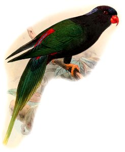 Charmosyna papou stellae 1899