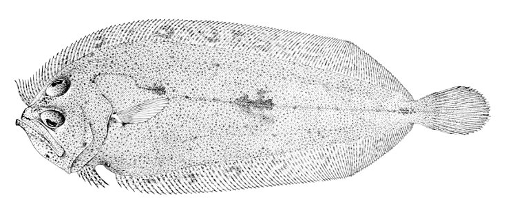 Chascanopsetta prorigera