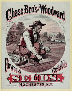 Chase Bro's and Woodward. Flower & vegetable seeds LCCN2003674673