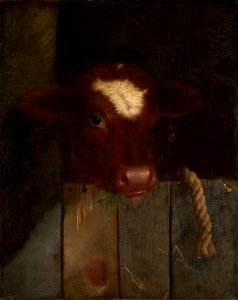 William Merritt Chase - The Family Cow (Calf's Head) - 1997.71 - Indianapolis Museum of Art. Free illustration for personal and commercial use.