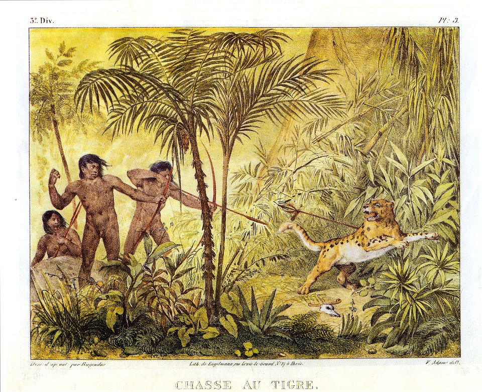 Chasse au Tigre