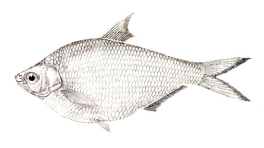 Chatoessus modestus Achilles 160