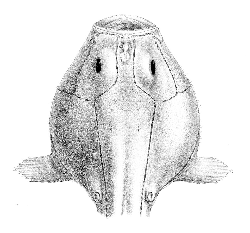 Chaunax pictus2