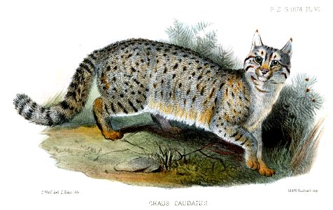 ChausCaudatusWolfSmit