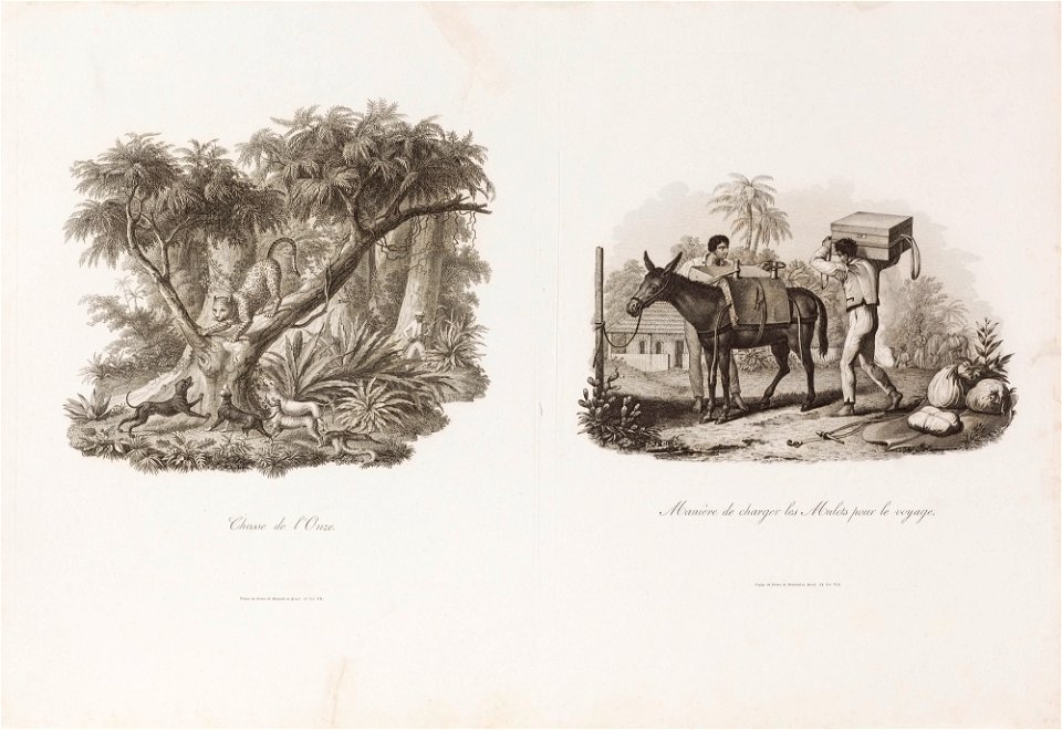 Chasse de l´Onze, da Coleção Brasiliana Iconográfica
