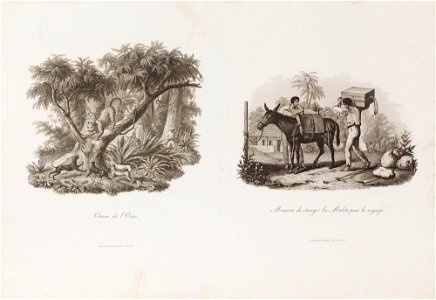 Chasse de l´Onze, da Coleção Brasiliana Iconográfica