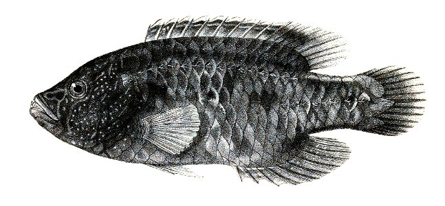 Cheilinus trilobatus Ford 82