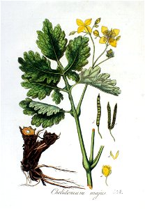 Chelidonium majus — Flora Batava — Volume v3
