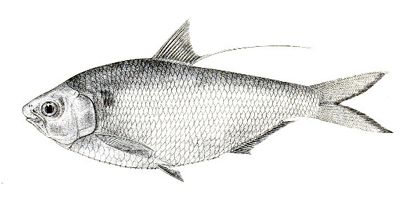 Chatoessus nasus Achilles 160