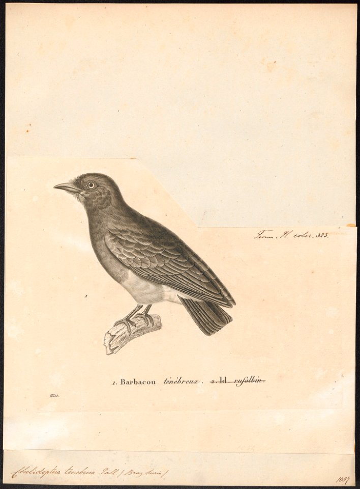 Chelidoptera tenebrosa - 1700-1880 - Print - Iconographia Zoologica - Special Collections University of Amsterdam - UBA01 IZ16800017