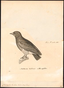Chelidoptera tenebrosa - 1700-1880 - Print - Iconographia Zoologica - Special Collections University of Amsterdam - UBA01 IZ16800017