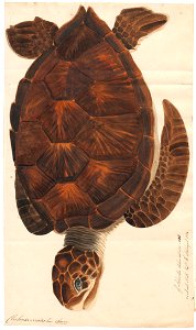 Chelonia viridis - van boven - 1818 - Print - Iconographia Zoologica - Special Collections University of Amsterdam - UBA01 IZAA100149