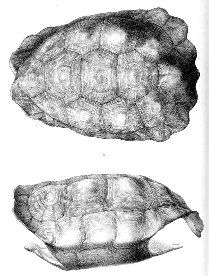Chelonoidis abingdonii 1896